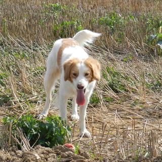 Chez le chien, les symptômes du coup de chaleur — un halètement insistant en est un premier signe — apparaissent rapidement. Il faut alors réagir très vite si l’on espère sauver son chien. © Nathalie Mayer