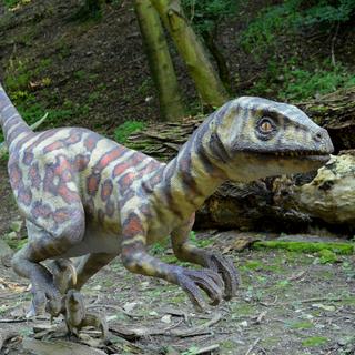Les paléontologues admettent globalement que les dinosaures possédaient une certaine forme d’intelligence, mais la majorité n’atteint pas celle des oiseaux modernes. Les Vélociraptors sont très populaires vis-à-vis du public. Les Troodon, moins populaires, sont pourtant largement reconnus pour leur intelligence. © PxHere
