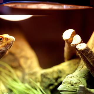 O dragão barbudo é uma das espécies recomendadas para iniciantes. ©mathisprod, Adobe Stock