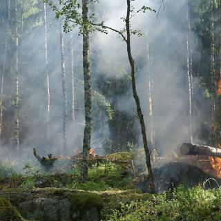 Lorsqu’un feu, qu’il soit d’origine naturelle ou anthropique, dévaste une forêt, il faut des années avant que la nature renaisse. © Ylvers, Pixabay, CC0 Public Domain