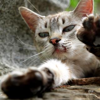 La transmission de la maladie des griffes du chat, ou bartonellose, se fait par griffure ou morsure © Phovoir