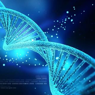La molécule d'ADN enferme l'information génétique, c'est-à-dire le génome. Sa structure a été déterminée en 1953 par James Watson et Francis Crick  , qui auront le prix Nobel de médecine neuf ans plus tard. © Creations, Shutterstock
