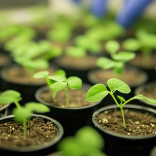 A experiência ChlorISS realizada a bordo da ISS e na Terra (com a ajuda de 4.500 escolas) consistirá na germinação de sementes de Lady's Cress e Mizuna. © savittree, Adobe Stock