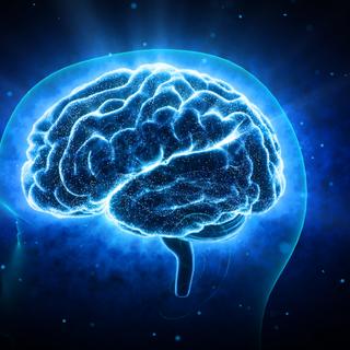 À quoi est due l'augmentation de la taille de notre cerveau au fil de l'histoire humaine ? © bluebackimage, Adobe Stock