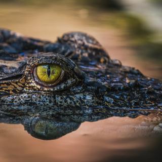 Há 3 milhões de anos, uma espécie de crocodilo parece ter trazido terror a esta região de África onde viveram os nossos antepassados. © Anon, Adobe Stock