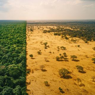 La déforestation a un impact brutal sur les conditions météo d'une zone. © M, Adobe Stock