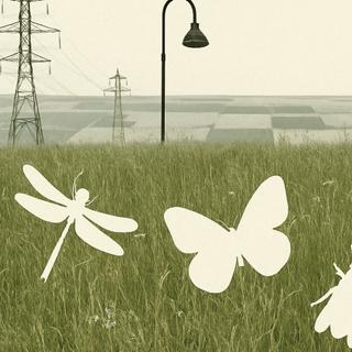 Todas as causas do desaparecimento dos insetos têm um fator comum: os humanos. © XD, ChatGPT