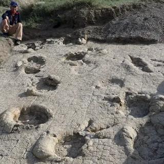 Une piste de dinosaures géants, perdue pendant plus de 70 ans en Mongolie, révèle la présence inattendue de grands prédateurs et de sauropodes dans cette région du Crétacé. ©&nbsp;Université des sciences d'Okayama