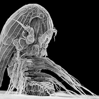 Le mystérieux facetotectan, également appelé larve cypris (ou y-cypride). ©&nbsp;Niklas Dreyer
