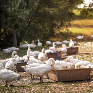 O vírus da gripe aviária H5N1 circula ativamente na França e na Europa. E isso preocupa os cientistas… © cstirit, Adobe Stock