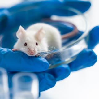 L’oxygène peut être administré par l’anus en cas de détresse respiratoire. Un test a été réalisé sur des souris. © filin174, Adobe Stock