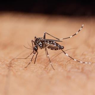 Les moustiques sont certes considérés comme des ennemis de l’Homme, mais ils font partie d’un réseau écologique complexe qu’il serait imprudent de détruire intégralement.&nbsp;© Pawich Sattalerd, AdobeStock