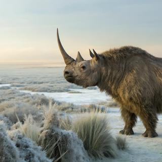 Comment ont disparu les rhinocéros laineux ? Les restes retrouvés dans l'estomac d'un loup momifié pourrait aider à répondre à cette question ! ©&nbsp;Md Hanif,&nbsp;Adobe Stock (image générée avec IA)