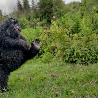 Les Nikon Comedy Wildlife Awards 2025 récompensent les clichés animaliers les plus drôles du monde, tout en sensibilisant à la protection de la faune sauvage. ©&nbsp;Mark METH-COHN/Nikon Comedy Wildlife