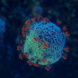 Os vírus marinhos são essenciais para o ciclo da vida. © Yannick, Adobe Stock