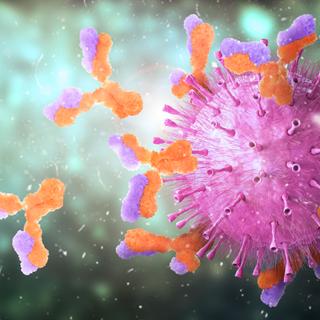 Les anticorps dirigés contre le SARS-CoV-2 témoignent d&#39;une infection passée. © vipman4, Adobe Stock