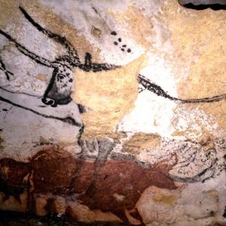 Des aurochs peints sur les murs de Lascaux. © Musée d'archéologie national