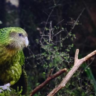Um kakapo empoleirado em um galho. © Lei Zhu NZ, Adobe Stock   