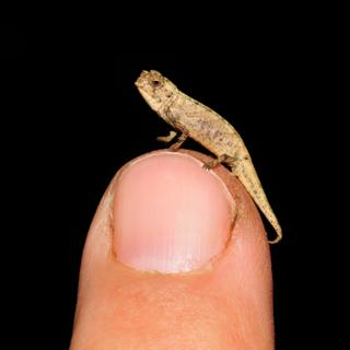 Brookesia nana, le plus petit reptile connu avec ses 13,5 millimètres de long. © Frank Glaw (SNSB/ZSM)