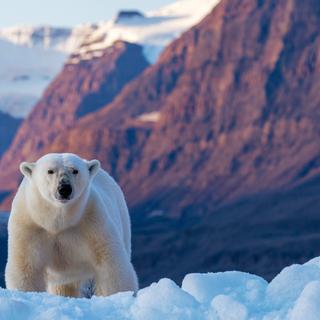 L'ours polaire © Rixie, Adobe Stock