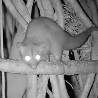 De nouvelles images dévoilent une vie nocturne que les scientifiques peinaient jusqu'ici à observer dans la canopée des forêts tropicales. © The Margay Project, YouTube (capture d'écran)