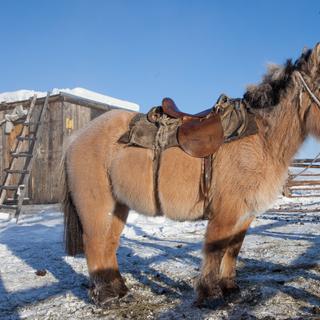 Le cheval (ou poney) iakoute, semi-sauvage, est bien adapté au difficile climat de la Sibérie. La croyance populaire veut que cette race soit ancienne. L'analyse génétique montre qu'il n'en est rien et que l'adaptation s'est réalisée étonnamment rapidement. © Maarten Takens, CC by-sa 2.0