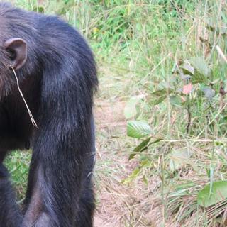Julie, a chimpanzé que lançou uma nova tendência: grama na orelha. © van Leeuwen e outros. Cognição Animal, 2014