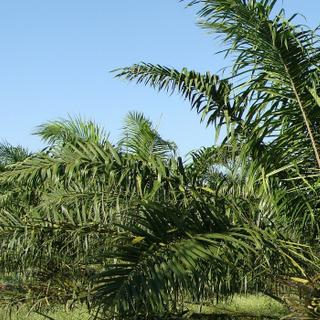Les dangers de l'huile de palme. © sarangib, Pixabay