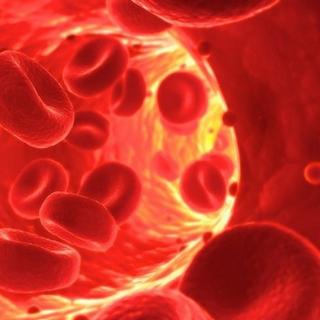 Des globules rouges en bonne santé dans un vaisseau sanguin. Ils transportent l&#39;oxygène dans un sens et le gaz carbonique dans l&#39;autre grâce à l&#39;hémoglobine qu&#39;ils contiennent. Chez des patients atteints de drépanocytose, ils sont déformés car l&#39;hémoglobine l&#39;est aussi. Le seul traitement curatif actuel est la greffe de moelle osseuse. La thérapie génique pourrait venir s&#39;y ajouter. © drepanocytose.net