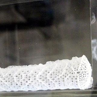 Um esqueleto de Euplectella aspergillum. © Гурьева Светлана (zooclub.ru), CC by-sa 