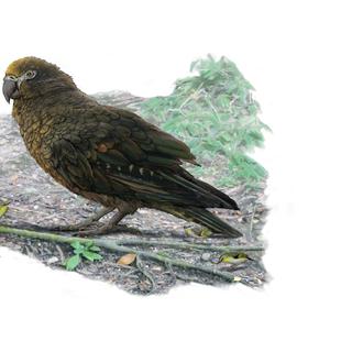 Uma reconstrução do papagaio gigante que viveu na Nova Zelândia há cerca de 19 milhões de anos. © Brian Choo, Universidade Flinders