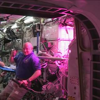 Kimiya Yui, Kjell Lindgren e Scott Kelly saboreiam uma folha de alface. Um gesto que não é nada trivial no espaço. © NASA TV