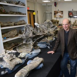 O membro da equipe Kenneth Lacovara posa próximo às vértebras dorsais pertencentes ao Dreadnoughtus schrani. Outros elementos do esqueleto, incluindo a cauda (na parte inferior), são instalados em torno dele. © Universidade Drexel