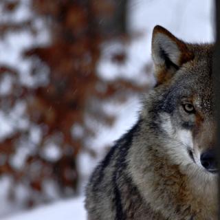 O medo não é a principal emoção sentida pela população quando em contacto com os lobos. © Ji, AdobeStock