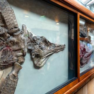 Mary Anning fut l'une des pionnière de la paléontologie au tout début du XIXème siècle. Elle a participé à la découverte de fossiles particulièrement remarquables&nbsp;©&nbsp;wittayayut,&nbsp;Adobe Stock