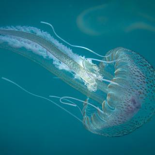 Les plus grandes concentrations de méduses se trouvent en Méditerranée. © Maria, AdobeStock