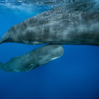 O filhote de cachalote nadando com sua mãe. © Brian J. Skerry, National Geographic