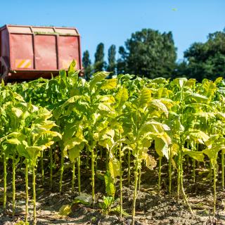 La plante utilisée dans ce vaccin anti-Covid&amp;nbsp;est une cousine du tabac. © deyangeorgiev