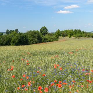 Les prairies enherbées ont toute leur place dans un système agroécologique. © Dannywilde, Adobe Stock