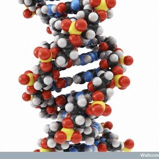 La thérapie génique se développe activement depuis deux décennies mais les traitements peinent à intégrer le marché. Enfin, le Glybera aura droit d&#39;être vendu dans la seconde moitié de l&#39;année 2013. Les soins seront pratiqués dans des lieux dédiés par des médecins spécialisés.&amp;nbsp;© Maurizio de Angelis, Wellcome Images, Flickr, cc by nc nd 2.0