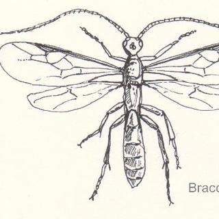 Un exemple de braconide. Source Commons