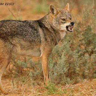 Fenótipo característico do lobo africano Canis lupus lupaster. Acredita-se que sua população atual seja composta por cerca de 80.000 mulheres. Os lobos cinzentos foram até agora divididos em três linhagens mitocondriais: Canis lupus lupus/familiaris (lobo holártico/cão doméstico), C. l. pallipes (lobo indiano) e C. l. chanco (lobo tibetano). O lobo africano corresponde portanto a uma 4ª linhagem. © MNHN