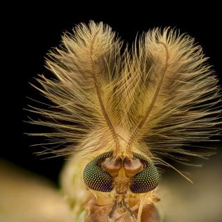 Des yeux de diptère Chironomidae diptera vus au microscope et agrandis neuf fois. © Erick Francisco Mesén, Nikon Small World Photography