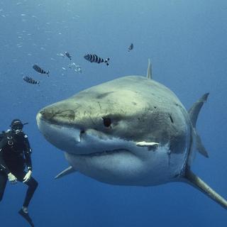 Interaction entre l'auteur et un grand requin blanc (Carcharodon carcharias) au large du Mexique à Guadalupe.  Borcq Maxley