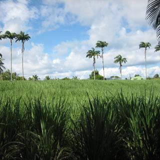 Comer local e sazonalmente é bom para o planeta. © Bobyfume, wikimedia commons, CC 3.0