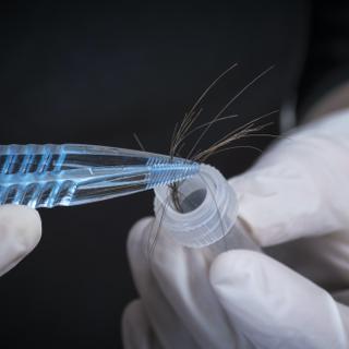 Cabelo, um valioso meio de identificação em investigações criminais. © maticsandra, Adobe Stock