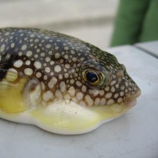 Le fugu est un poisson japonais contenant un poison très violent, la tétrodotoxine. © Jim, Wikipédia
