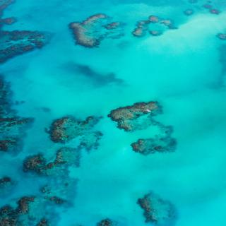 La Grande Barrière de corail montre des signes de résilience au réchauffement. © Romello Williams, Unsplash
