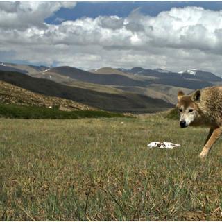 O lobo do Himalaia vive nas terras altas da Caxemira, Nepal e Tibete. © Geraldine Werhahn