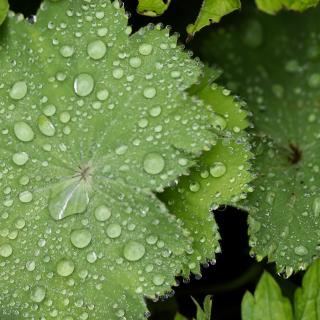 Les plantes activent une multitude de signaux d’alerte lorsqu’elles sont arrosées par la pluie. © Annette Meyer, Pixabay